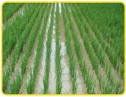 مصرف بهینه آب در برنج